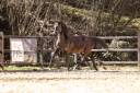 PRE black stallion with TOP movements and great charact