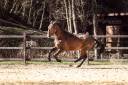 Baroque, young stallion 