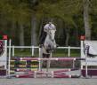 Dp cheval loisirs ou compétition 