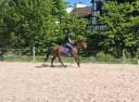 Poney D a vendre 