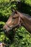 Magnifique pouliche par Casallo Z, 2 ans 