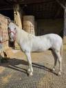 Cheval PRE