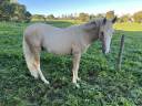 Joli mâle palomino sabiano