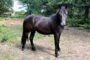 Joli poney loisir/ enseignement 