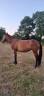 cheval de loisir