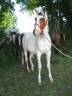 paint horse