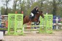  Poney C, hongre de 7 ans,  connemara part bred