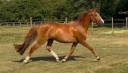 Ponette 3 ans PFS gestante (origines dressage)