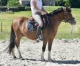 SUPER PONEY