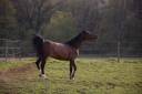 PFS - Jument, 12 ans