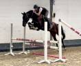 Très chouette jument kwpn de 4 ans, 1m57