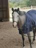 Jument pp chic douce allante pour sport et loisir ++