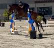 Excellent hongre, sBs, 1m75, 6 ans 