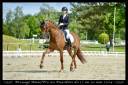 Super hongre de dressage de 9 ans