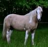 Cheval de loisir 