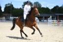 In Love Boisy cheval pour Amateur de 7 ans 1m72