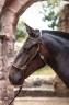 Pouliche pur sang lusitanien 4ans 
