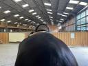 Selle dressage  Childeric finition Swarovski 