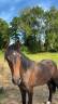 Poulain à vendre 