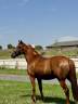 MARMARA, jument 3 ans, TF