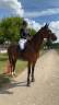 Vodka de Levaux Top Jument pour concours Amateur 