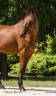 Grand hongre pur-sang 3ans 