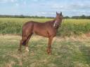 Trotteur 
