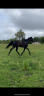Cheval 10 ans à vendre 