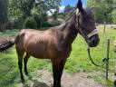 Trotteur hongre 3ans