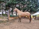 Lamarosa  lusitanienne de 4 ans