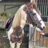 À VENDRE – Ponette de 9 ans, gentille et adorable