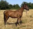 Pouliche SF ( Controe  x Champs Elysees x Le tot)