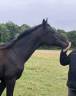 À vendre pouliche Oldenbourg 1 ans
