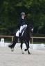 Etalon Welsh Cob D