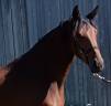 Jument dressage KWPN 3 ans 1m72 par Las Vegas