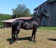 jument KWPN dressage 1m62 3ans par Desperado