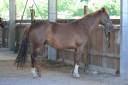 Little Queen Vergne SF 4 ans 