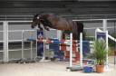 Cheval de saut / sport 