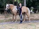 Palomino de 4 ans en cours de débourrage