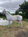 PONEY CONNEMARA POULINIERE SAILLIE EN 2025