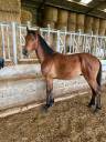 PONEY CONNEMARA HONGRE NE EN 2024