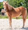 Poney alezan de 11 ans 