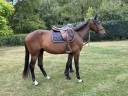 Jeune cheval 