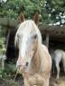 Petit cheval ONC - 10ans 
