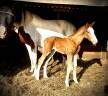 Poulain sport 