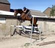 Très chouette hongre kwpn 6 ans +-1m75