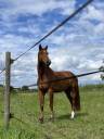 Cheval à vendre  hongre de 9ans par Un de Plus du Clocher 