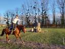 Jument OC Quarter horse