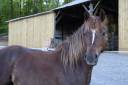 Ponnette de sport