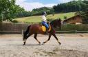Joya TD - Jument PRE - 6 ans